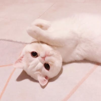 شام ادریس avatar